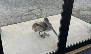 Pelican’s door-knock rescue: Florida scientists save an injured bird outside a NOAA lab