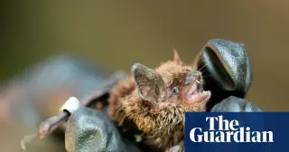 Tiny microbes may shield bats from a deadly fungus