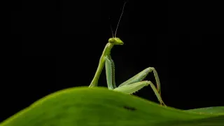 2026 Nikon Comedy Wildlife Awards Finalists Feature Mantis, Orangutan, and Bear