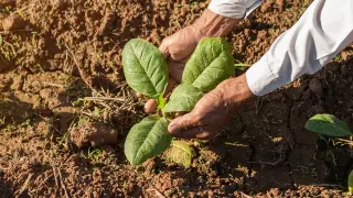 Decoded Nicotine Blueprint in Tobacco Sparks New Biotech Possibilities