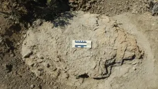 First full-grown T. rex trackway uncovered in North Dakota badlands
