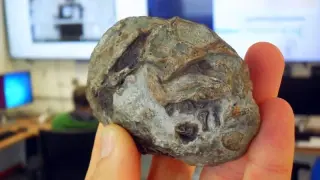 Ancient mammal kin laid eggs, fossil rewrites mammal origins
