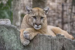 Mountain Lion Spotted Near SF Panhandle; City Monitors Wildlife