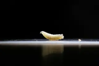 South Texas Faces First New World Screwworm Case, Sparking Broad Response