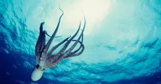 Eight-armed cognition: Octopus intelligence is distributed across its limbs