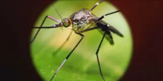 Albany reports West Nile hospitalizations, prompting urgent mosquito precautions