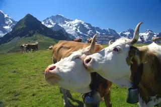 Rick Steves’ Alpine Europe: hikes, culture and budget-friendly routes
