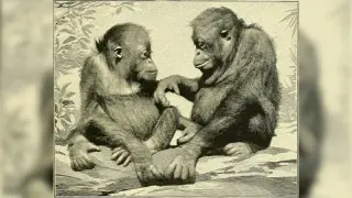 Egyptian jaw fossil prompts rethink of ape origins