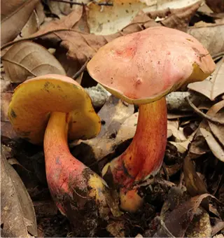 Mystery Mushroom Causes Consistent Miniature Hallucinations