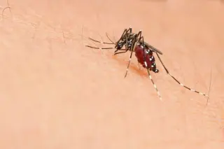 Idaho reports first West Nile meningitis case of the season, urging mosquito bite precautions