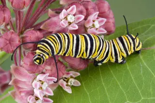 Monarch Metamorphosis in Minutes: Caterpillar to Butterfly Timelapse