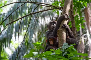 New Study Links Chimpanzee Infant Corpse Carrying to Maternal Bond and Cause of Death