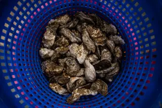 CDC Links 27 Illnesses to Virginia Oyster Recall
