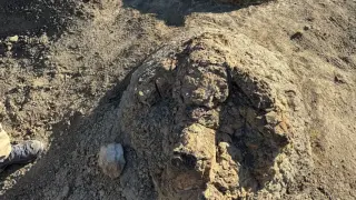 Tracks of a Titan: New T. rex Footprints Reveal Its Ancient Walk