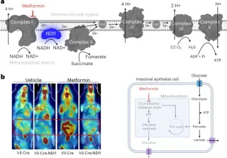 Metformin targets gut mitochondria to boost glycemic control