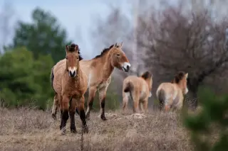 Life Finds a Way: Wildlife Reclaims Chernobyl's Exclusion Zone