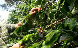 New Andean tree genus Daturodendron redefines the nightshade family