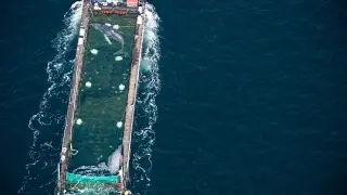 Timmy the humpback: suspected death after release into a busy North Sea shipping lane