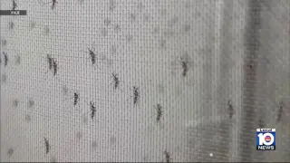 Broward County Confirms Local Dengue Case as Florida Total Surpasses 250