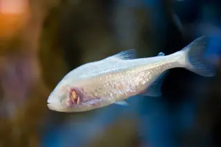 Light Awakens the Darkness: Blind Cavefish Move More in Illumination