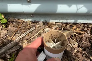 DC-Area Mosquito Control Goes High-Tech With 600,000 Wolbachia-Infected Males