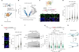 Cohesin loop extrusion rewires replication forks to curb stress-induced fork reversal
