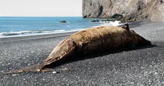 From Blubber to Memorial Park: Oregon's Exploding Whale Tale