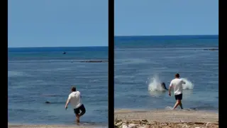 Washington man detained after rock-throwing at Maui monk seal captured on video