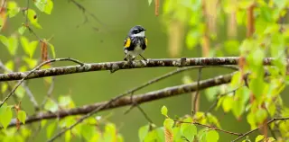 Tiny backpacks uncover epic, circuitous migrations of small songbirds