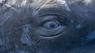 Sperm Whale Codas Reveal Human-Like Phonology