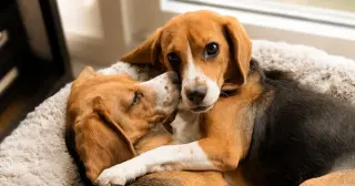 CRISPR Beagles: Allergy-Free Pups on the Horizon