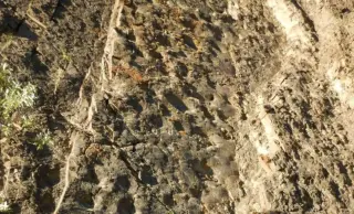 Sunset Unmasks Denali’s Vast Dinosaur Tracksite