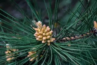 Rope, Canyon, and a Living 90-Million-Year-Old Pine