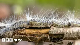 UK Warns Over Toxic Oak Caterpillars as Nests Multiply