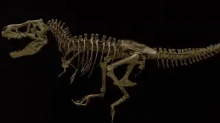 Blood- Vessel Clues in Scotty’s Rib Rewrite the Death of the Giant T. rex