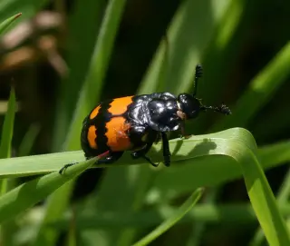 Heat Boosts Same-Sex Mounting in Burying Beetles, Study Finds
