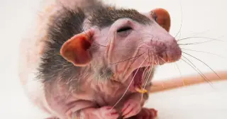Four mutations in naked mole-rat cGAS unlock enhanced DNA repair and longevity