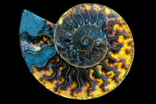 Hidden Teeth Reclassify Fossil as Nautiloid, Rewriting Octopus Origins