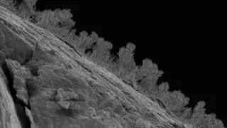 Underground Michigan blooms with fungi, tardigrades, and tiny worms