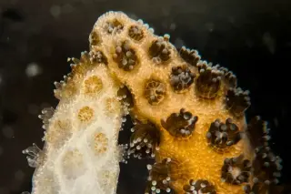 Stanford Study: Brief Contact Between Healthy and Bleached Corals Triggers Rapid Recovery
