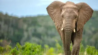 Ancient elephant butchered 1.8 million years ago at Olduvai Gorge, study says