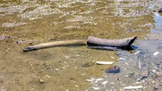 Europe’s drought uncovers relics from mammoths to shipwrecks