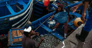 Global Investigation Exposes Hidden Costs of Fishmeal in Aquaculture Supply Chains