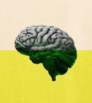 Potency, age, and boundaries shape cannabis' effects on the brain