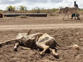Somalia on the brink of hunger as climate shocks and conflict bite millions
