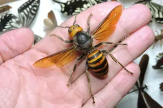 Giant East Asian hornet poses bee threats with credit-card wingspan