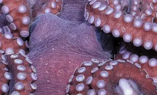 Antarctica's Exposed Seafloor Reveals a Thriving Hidden Ocean