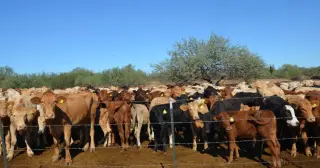 Arizona–Sonora Border Reopens to Cattle Amid Screwworm Fight
