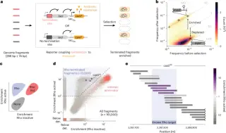 Purine-rich coding sequences guard bacterial genes from Rho termination during runaway transcription