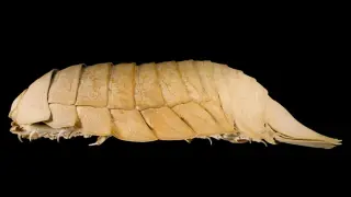 Decades-old mislabeling ends as student identifies new giant isopod species in German collection